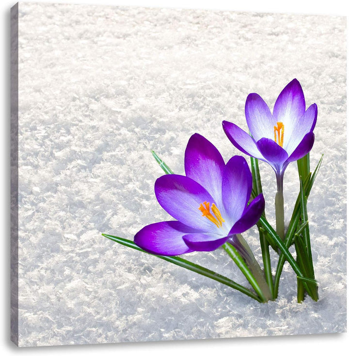 Lila Krokusse im Schnee, Format: 70x70 auf Leinwand, XXL riesige Bilder fertig gerahmt mit Keilrahme