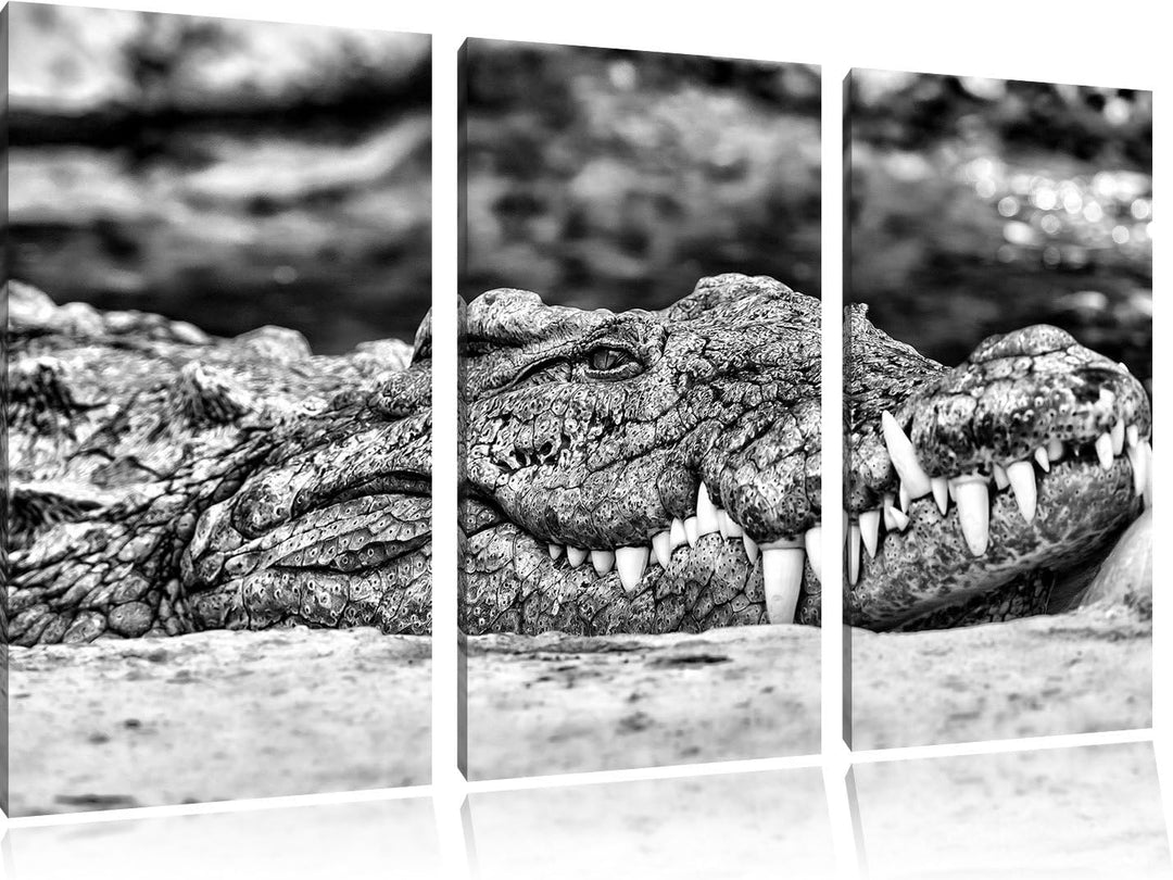 Pixxprint gigantisches Krokodil als Leinwandbild/Grösse: 3 Teilig (120x80 cm) cm/Wandbild/Kunstdruck