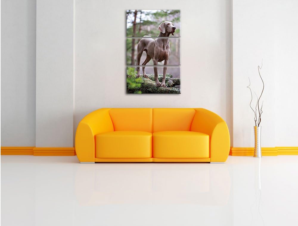 Pixxprint Edler Weimaraner im Wald 3-Teiler Leinwandbild 120x80 Bild auf Leinwand