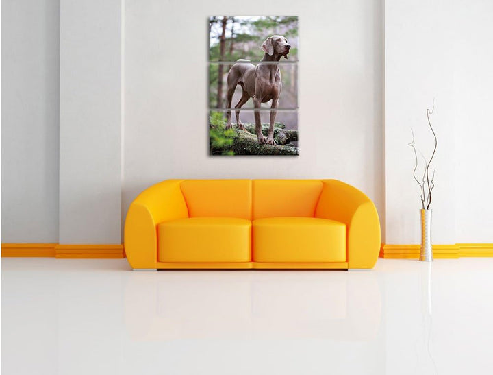 Pixxprint Edler Weimaraner im Wald 3-Teiler Leinwandbild 120x80 Bild auf Leinwand
