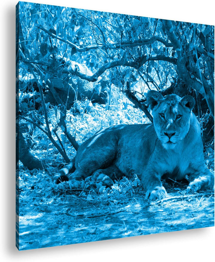 deyoli ruhige Löwin Format: 60x60 Effekt: Monocrome Blau als Leinwandbild, Motiv fertig gerahmt auf