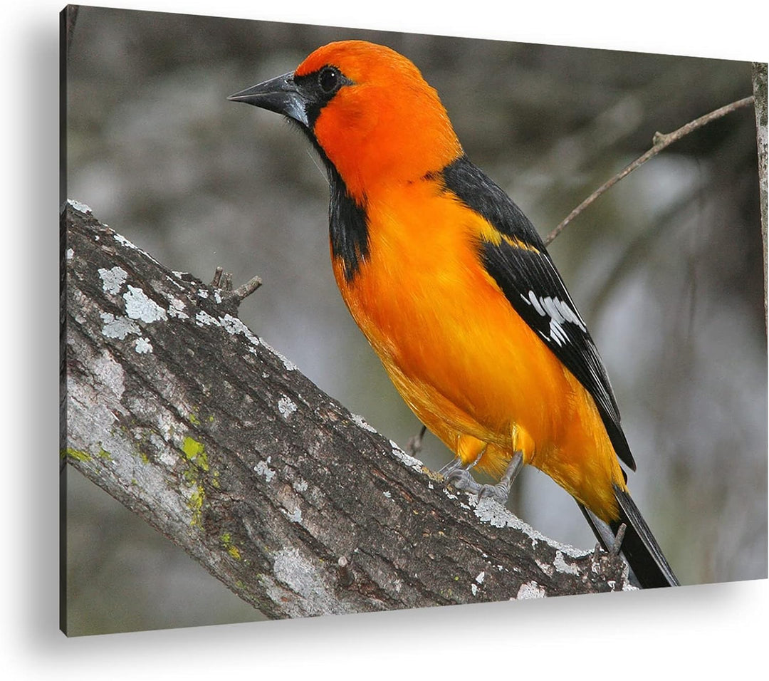 deyoli Anmutiger Vogel Format:90x60 cm als Leinwandbild, Motiv fertig gerahmt auf Echtholzrahmen, Ho