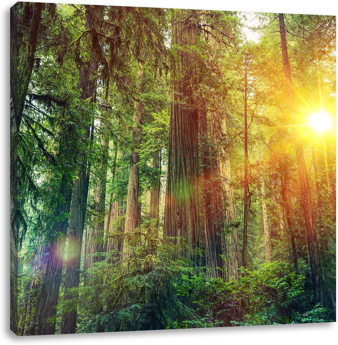 Wald bei Sonnenlicht, Format: 70x70 auf Leinwand, XXL riesige Bilder fertig gerahmt mit Keilrahmen,