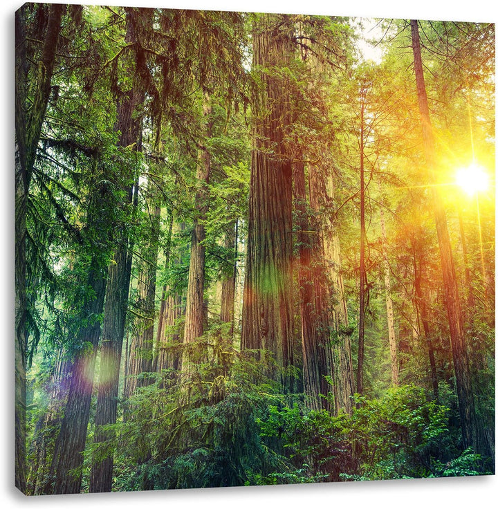 Wald bei Sonnenlicht, Format: 70x70 auf Leinwand, XXL riesige Bilder fertig gerahmt mit Keilrahmen,