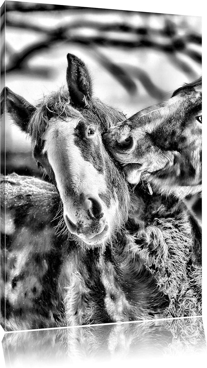 Pixxprint schmusende Pferde / 100x70cm Leinwandbild bespannt auf Holzrahmen/Wandbild Kunstdruck Deko