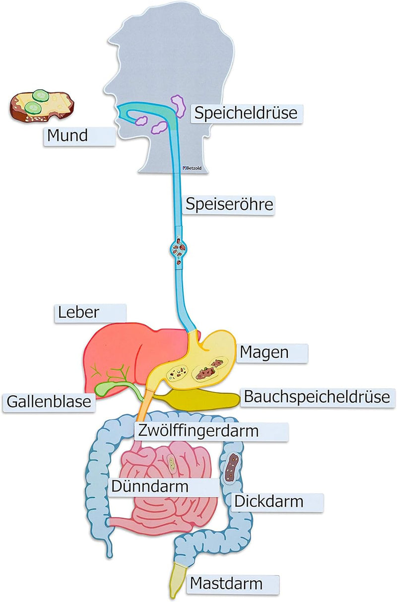 Betzold - Verdauungsorgane, magnetisches Tafelmaterial