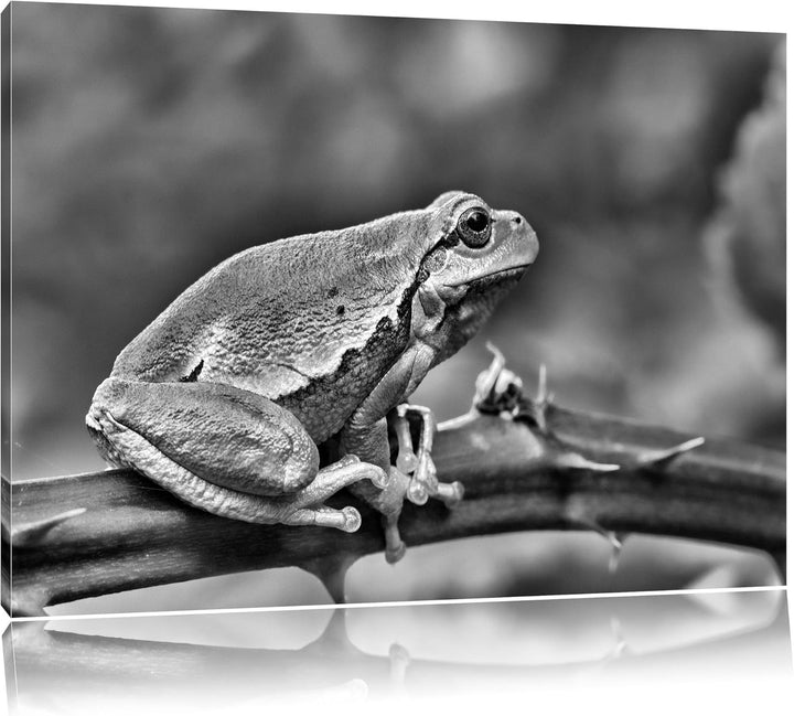 Pixxprint Kleiner Frosch auf Dornenast / 100x70cm Leinwandbild bespannt auf Holzrahmen/Wandbild Kuns