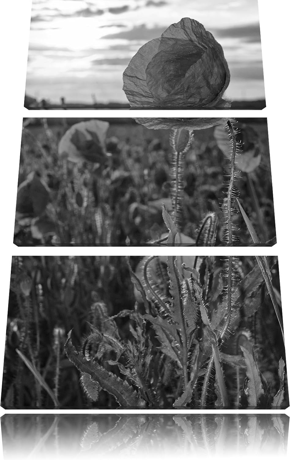 Pixxprint Mohnfeld Kunst B&W als Leinwandbild/Grösse: 3 Teilig (120x80) cm/Wandbild/Kunstdruck/ferti
