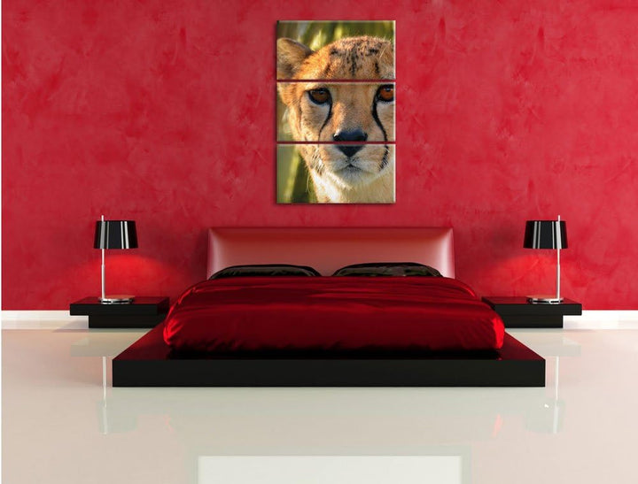 Pixxprint junger Gepard im Dschungel als Leinwandbild/Grösse: 3 Teilig (120x80) cm/Wandbild/Kunstdru