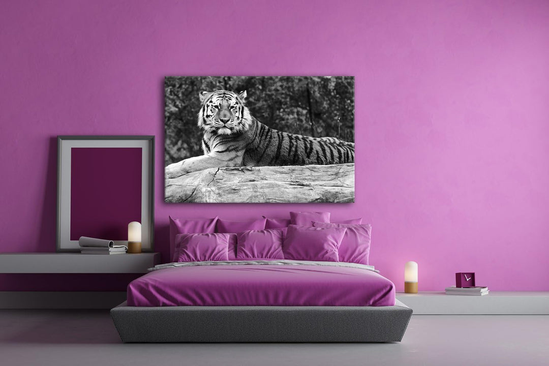 deyoli anmutiger ruhiger Tiger Format: 80x60 Effekt: Schwarz/Weiss als Leinwandbild Motiv fertig ger