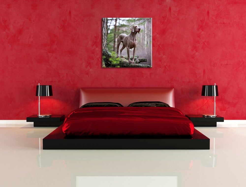 Edler Weimaraner im Wald, Format: 70x70 auf Leinwand, XXL riesige Bilder fertig gerahmt mit Keilrahm