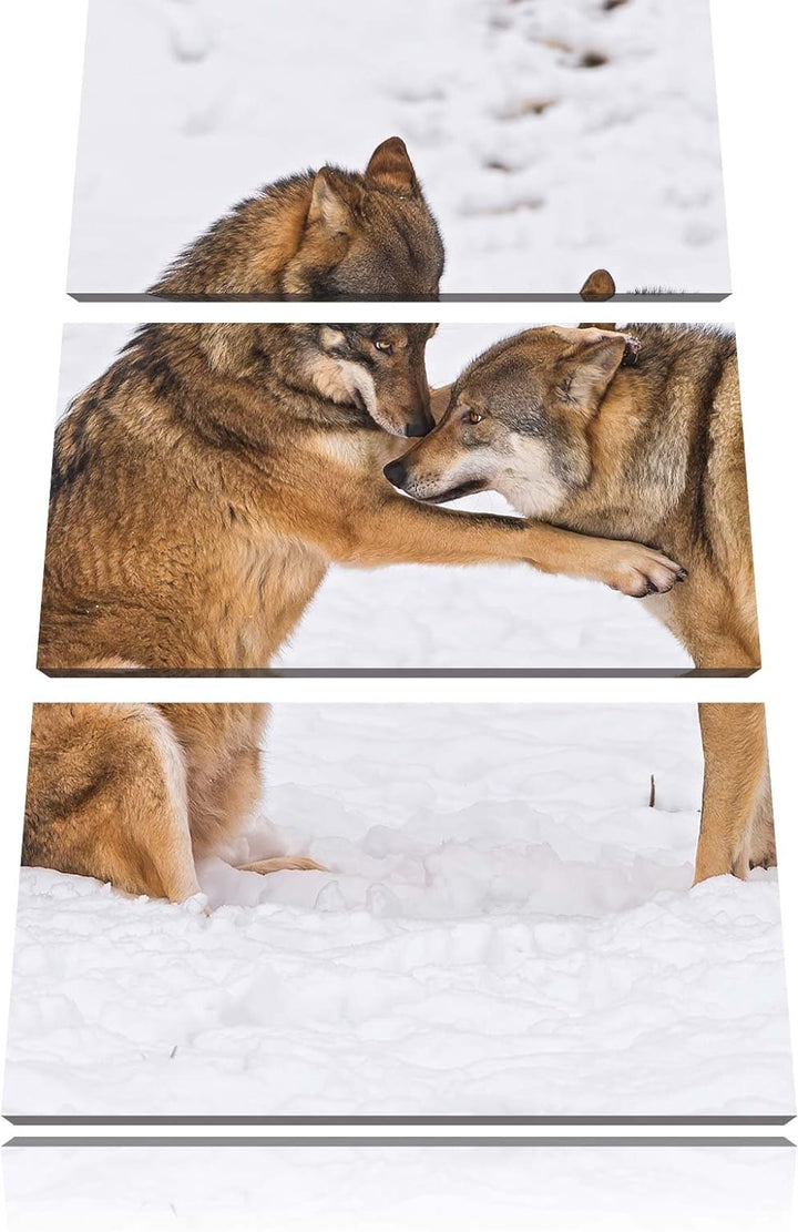 Pixxprint spielendes Wolfsrudel 3-Teiler Leinwandbild 120x80 Bild auf Leinwand
