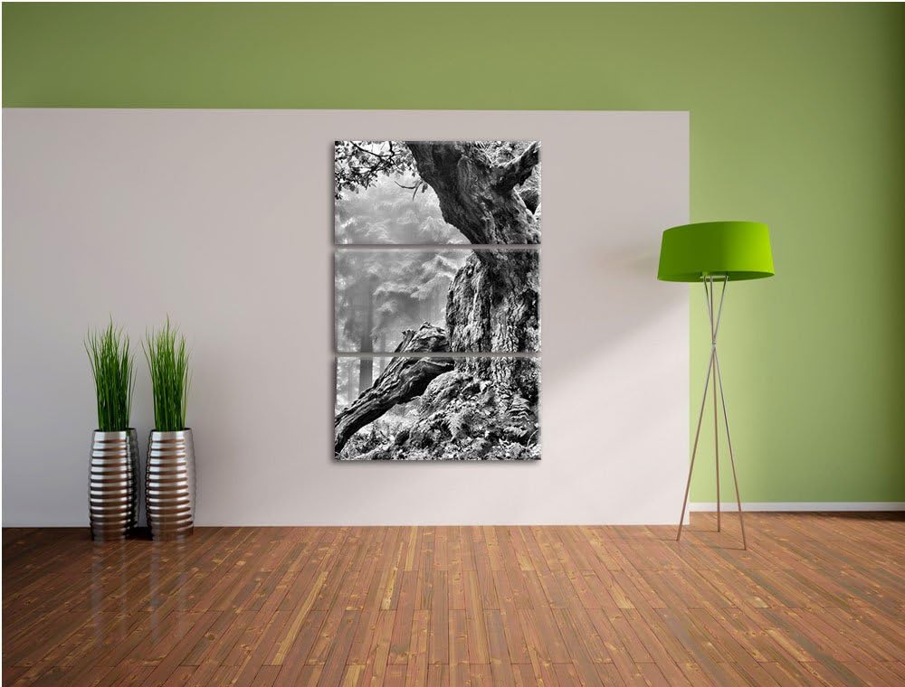 Pixxprint Dicker Baum im Wald im Moos als Leinwandbild/Grösse: 3 Teilig (120x80) cm/Wandbild/Kunstdr