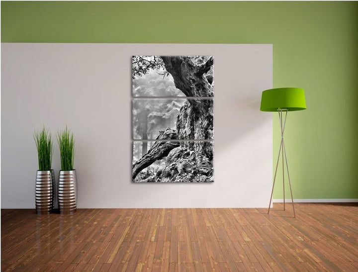 Pixxprint Dicker Baum im Wald im Moos als Leinwandbild/Grösse: 3 Teilig (120x80) cm/Wandbild/Kunstdr