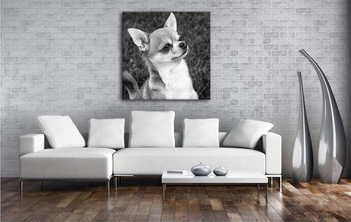 deyoli niedlicher Chiwawa Format: 60x60 Effekt: Schwarz&Weiss als Leinwandbild, Motiv auf Echtholzra