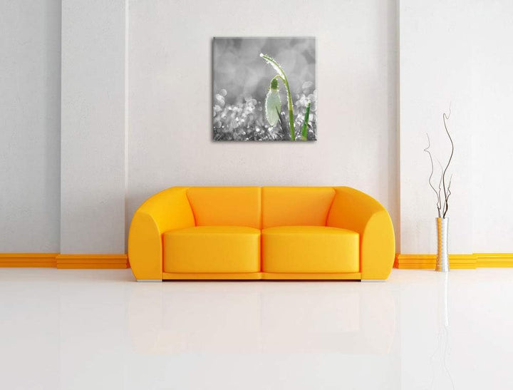 Pixxprint Schneeglöckchen im Morgentau als Leinwandbild Quadratisch/Grösse: 70x70 / Wandbild/Kunstdr