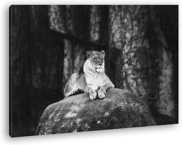 deyoli erhabene stolze Löwin Format: 120x80 Effekt: Schwarz/Weiss als Leinwand, Motiv fertig gerahmt