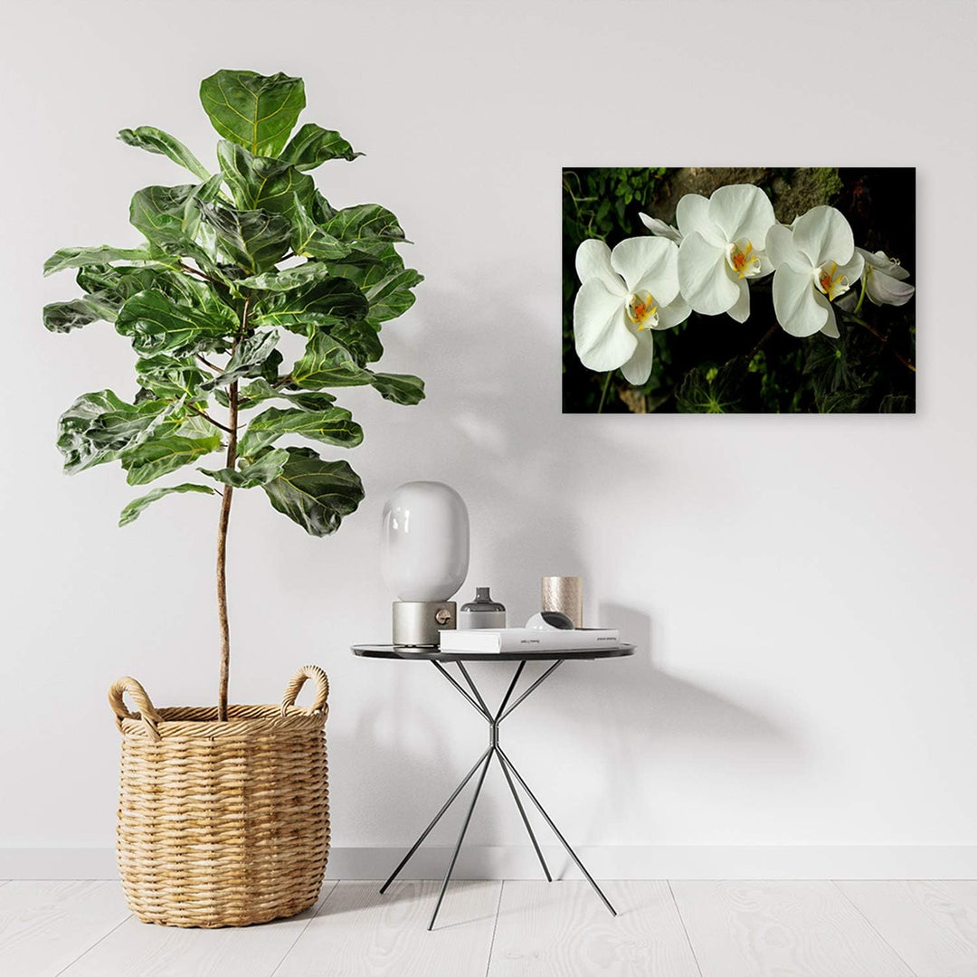 Feeby Wandbild Orchideen Druckbild Leinwandbild Blumen Weiss 100x70 cm Leinwandbild 100x70 cm Weiss_