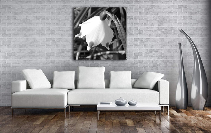 deyoli Schneeglöckchen Format: 60x60 Effekt: Schwarz&Weiss als Leinwandbild, Motiv fertig gerahmt au