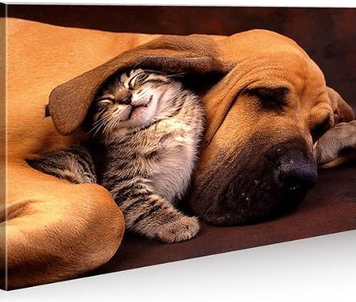 islandburner Bild Bilder auf Leinwand Beste Freunde Hund und Katze 1p XXL Poster Leinwandbild Wandbi