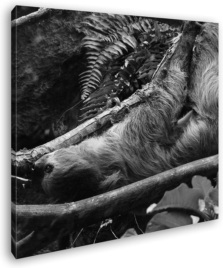 deyoli niedliches Faultier im Baum Format: 70x70 Effekt: Schwarz&Weiss als Leinwandbild, Motiv auf E