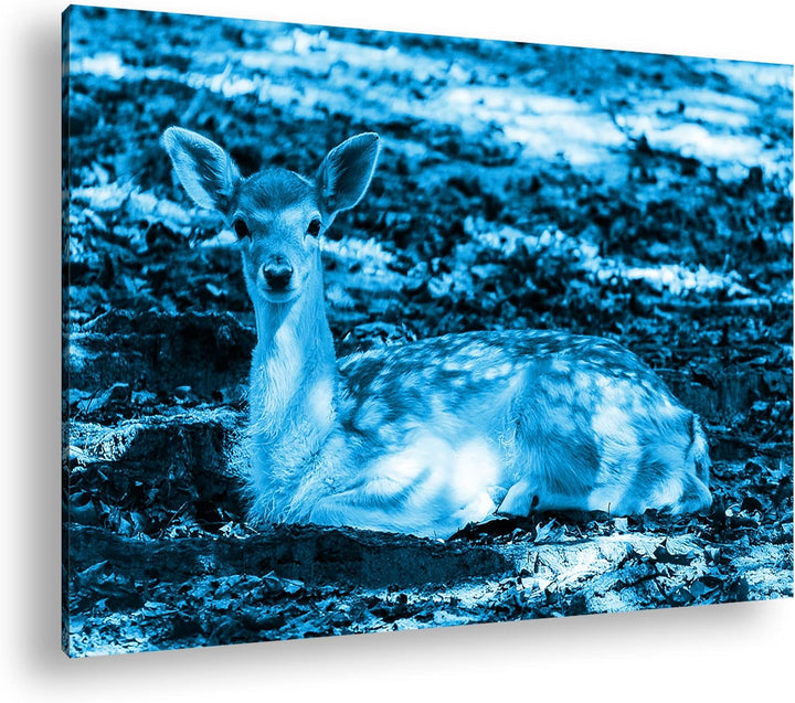 süsses Rehkitz in der Natur Format 80x60 Effekt: Monocrome Blau als Leinwandbild, Motiv fertig gerah