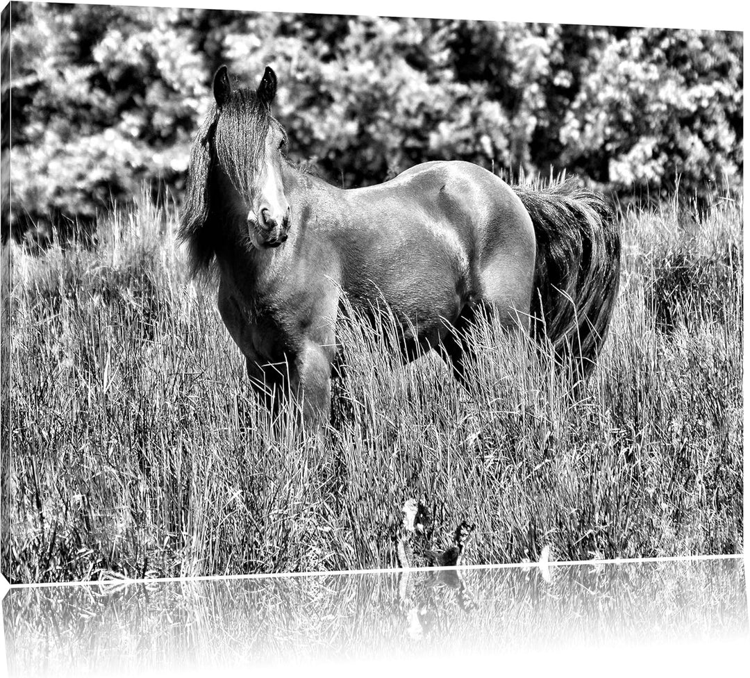Monocrome, Wildes Pferd, Format: 100x70 auf Leinwand, XXL riesige Bilder fertig gerahmt mit Keilrahm