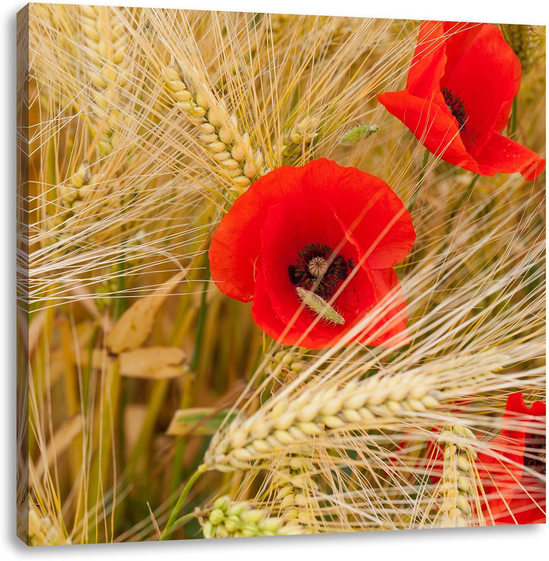 Pixxprint Mohnblumen auf dem Mais-Feld als Leinwandbild/Grösse: 70x70 cm/Wandbild/Kunstdruck/fertig