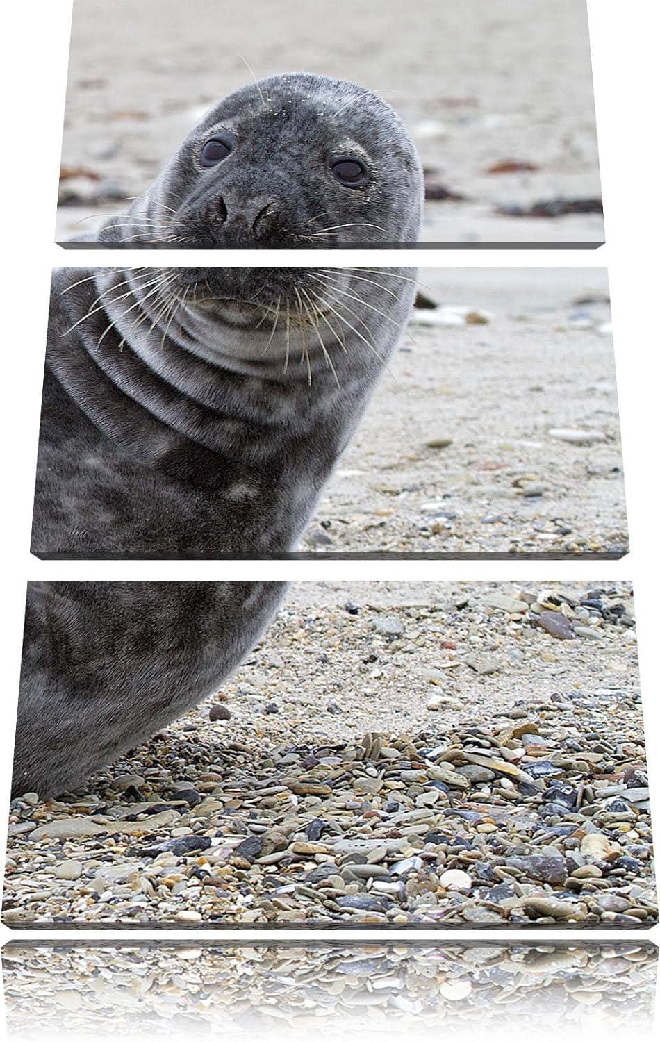 Pixxprint Robbe an Kiesstrand als Leinwandbild/Grösse: 3 Teilig (120x80) cm/Wandbild/Kunstdruck/fert