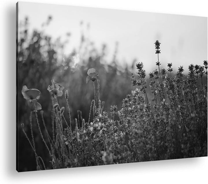 deyoli blühender Lavendel und Mohn Effekt: Schwarz&Weiss Format: 60x40 als Leinwandbild, Motiv ferti
