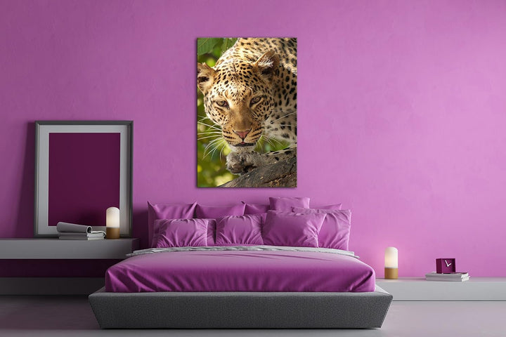 schleichender Leopard in der Safari im Format: 80x60 als Leinwandbild, Motiv fertig gerahmt auf Echt