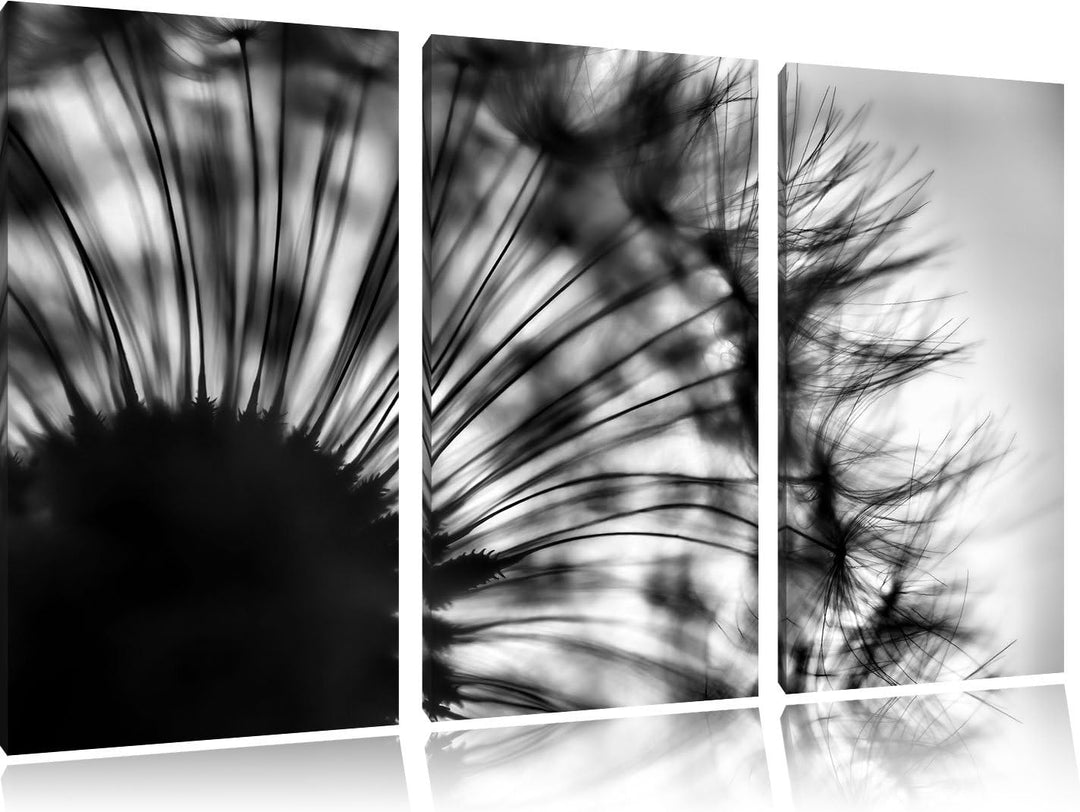 Pixxprint Pusteblume vor Hintergrund als Leinwandbild/Grösse: 3 Teilig (120x80) cm/Wandbild/Kunstdru