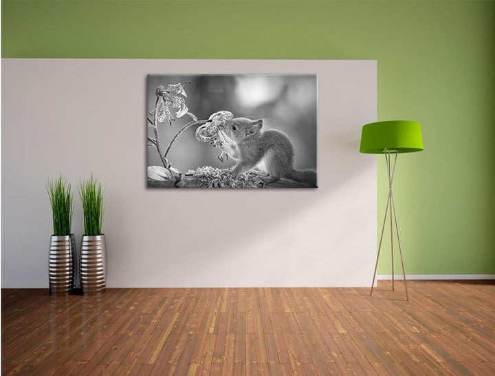 Pixxprint süsses Eichhörnchen riecht an Einer Blume Kunst B&W, Format: 100x70 auf Leinwand, XXL ries