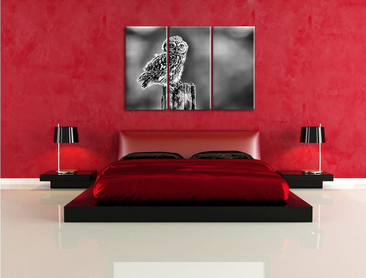Pixxprint Lustige kleine Eule als Leinwandbild | Grösse: 3 Teilig (120x80) | Wandbild| Kunstdruck |