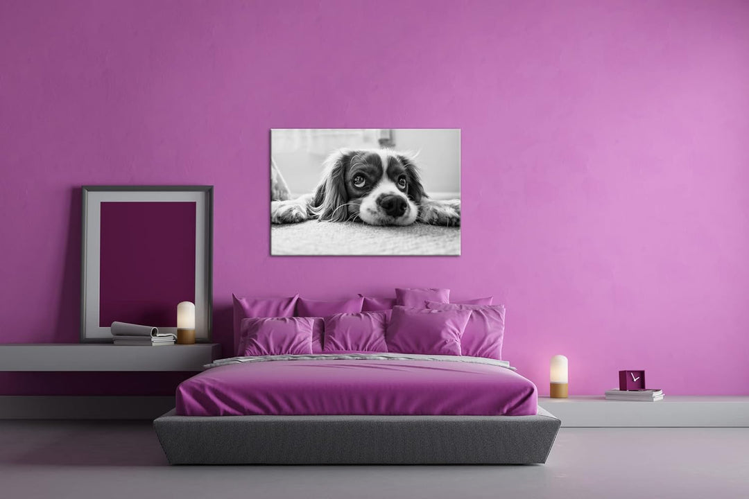 deyoli zauberhafter Cocker Spaniel Effekt: Schwarz&Weiss Format: 100x70 als Leinwandbild, Motiv fert