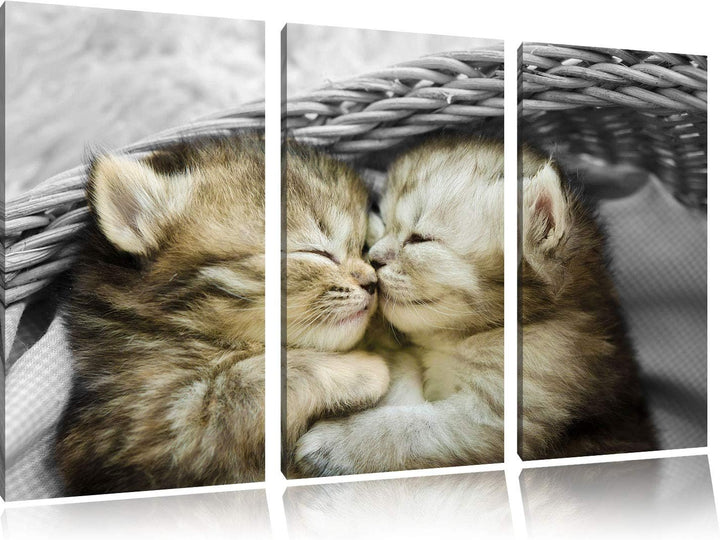 Pixxprint Zwei süsse Babykatzen im Korb als Leinwandbild | Grösse: 3 Teilig (120x80) | Wandbild| Kun