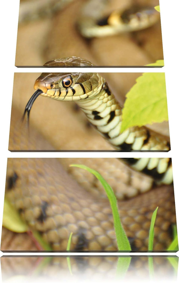 Pixxprint beeindruckende Schlange 3-Teiler Leinwandbild 120x80 Bild auf Leinwand