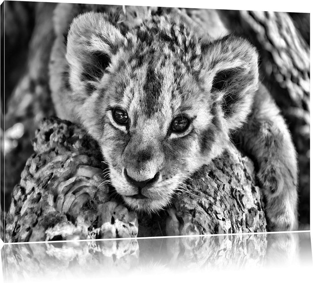 Pixxprint Süsses Tigerbaby / 100x70cm Leinwandbild bespannt auf Holzrahmen/Wandbild Kunstdruck Dekor