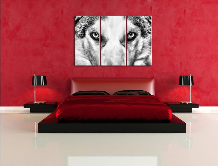 Pixxprint Husky mit Eisblauen Augen als Leinwandbild/Grösse: 3 Teilig (120x80) cm/Wandbild/Kunstdruc