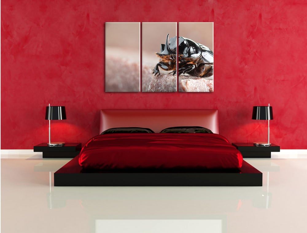 Pixxprint Nashornkäfer Porträt / 3-Teilig/Gesamtmass 120cm Leinwandbild bespannt auf Holzrahmen/Wand