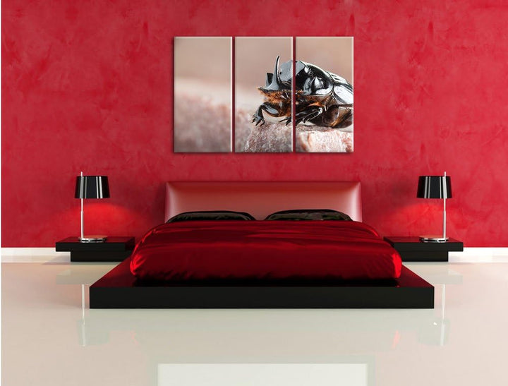 Pixxprint Nashornkäfer Porträt / 3-Teilig/Gesamtmass 120cm Leinwandbild bespannt auf Holzrahmen/Wand