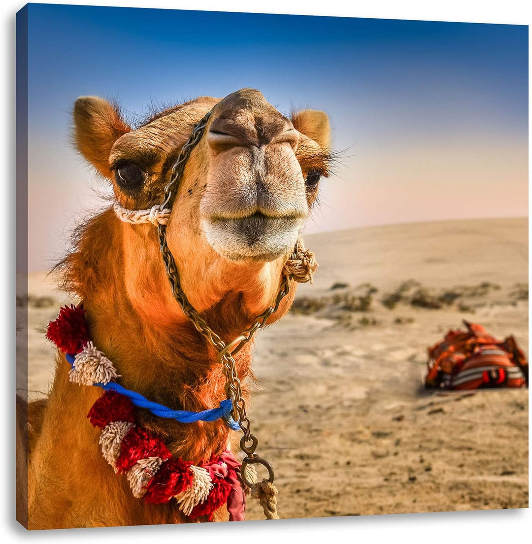 Lustiges Kamel in Wüste, Format: 70x70 auf Leinwand, XXL riesige Bilder fertig gerahmt mit Keilrahme