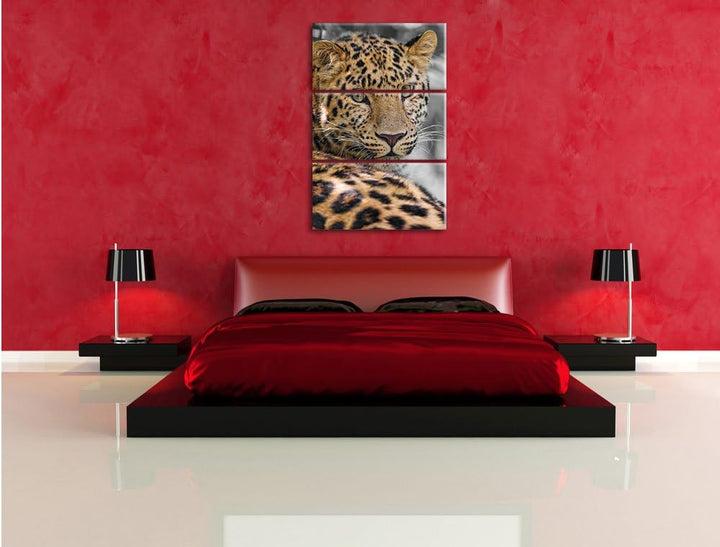 Pixxprint aufmerksamer Leopard im Schatten als Leinwandbild/Grösse: 3 Teilig (120x80) cm/Wandbild/Ku
