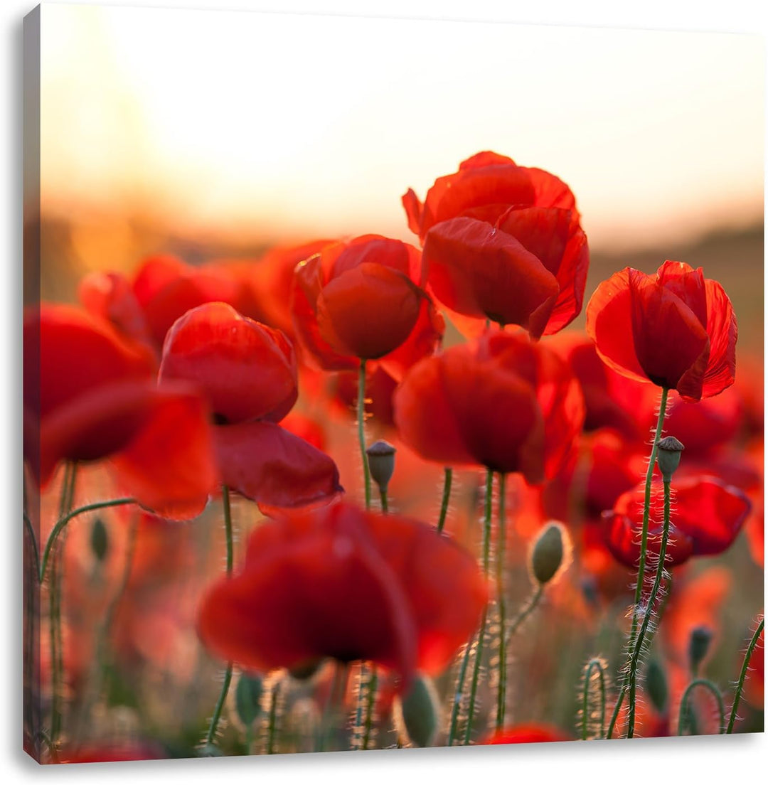 Pixxprint Feuriger Mohn, Format: 70x70 auf Leinwand, XXL riesige Bilder fertig gerahmt mit Keilrahme