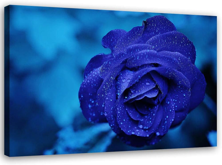 Feeby Leinwandbild Rose Bild Kunstdruck für Wohnzimmer Blau 70x50 cm M14575 70x50 cm, M14575 70x50 c