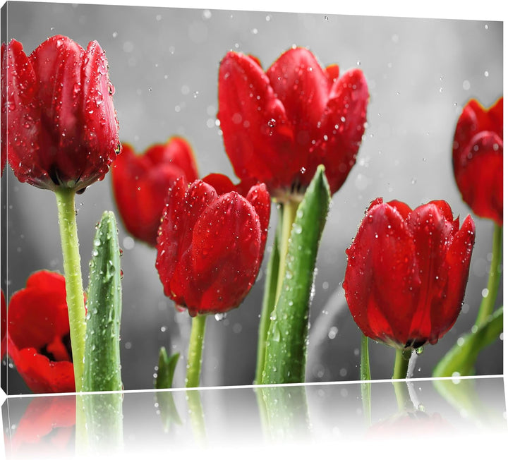 Pixxprint Rote Tulpen mit Tropfen bedeckt als Leinwandbild/Grösse: 100x70 cm/Wandbild/Kunstdruck/fer