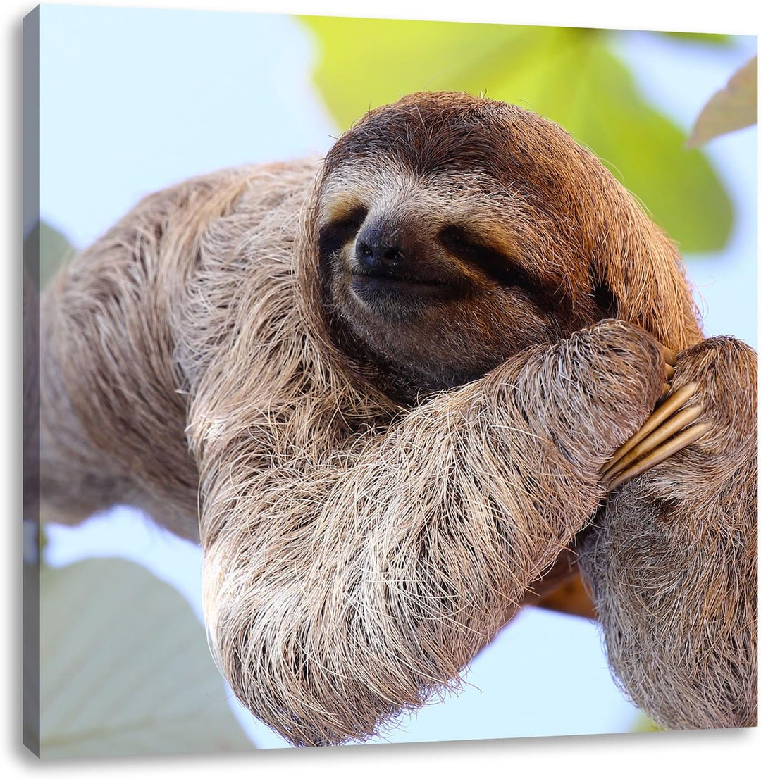 Pixxprint schönes Faultier hängt von AST als Leinwandbild/Grösse: 70x70 cm/Wandbild/Kunstdruck/ferti