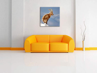 Steinbock im Schnee, Format: 70x70 auf Leinwand, XXL riesige Bilder fertig gerahmt mit Keilrahmen, K