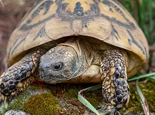 CALVENDO Puzzle Paula eine Griechische Landschildkröte, ca. 60 Jahre alt und etwa 2,5 kg schwer. 200