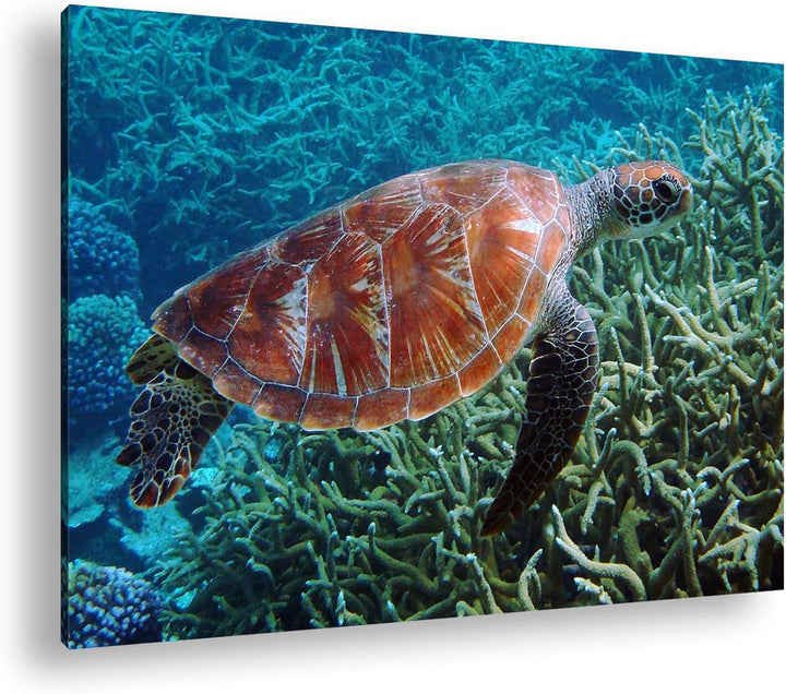 deyoli exotische Schildkröte im Ozean im Format: 80x60 als Leinwandbild, Motiv fertig gerahmt auf Ec